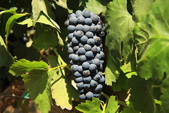 Syrah Grapes from Viineyard